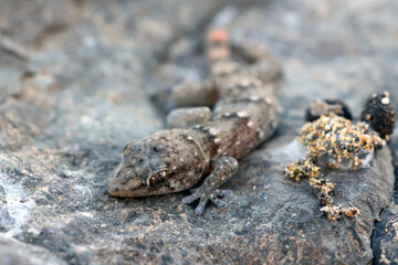 Boettger's wall gecko Tarentola boettgeri under a stone lying on the ground. Gran Canaria. Canary Islands. Spain.