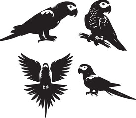 set of affrican gray parrot sitting  poses,parrot vector, resting bird poses, bird sitting illustration, black and white parrot