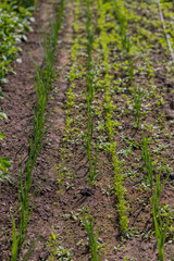 Obraz premium rows of plants