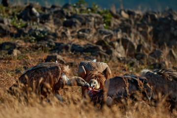 Griffon vulture (Gyps fulvus) a large bird of prey. Wild vultures in the mountains of Bulgaria. Madzharovo, Eastern Rhodopes. Scavengers feed at sunrise. Wild live scene in nature.