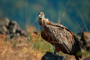 Griffon vulture (Gyps fulvus) a large bird of prey. Wild vultures in the mountains of Bulgaria. Madzharovo, Eastern Rhodopes. Scavengers feed at sunrise. Wild live scene in nature.