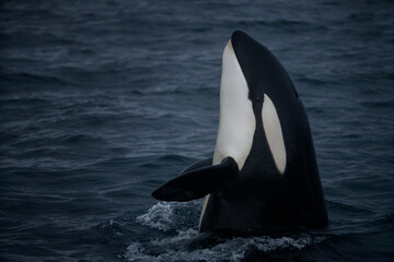 Orca is looking from water. Whale in Norway. Killer whale pod during winter. © prochym