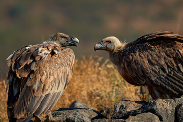 Griffon vulture (Gyps fulvus) a large bird of prey. Wild vultures in the mountains of Bulgaria. Madzharovo, Eastern Rhodopes. Scavengers feed at sunrise. Wild live scene in nature.
