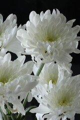 beautiful white chrysanthemum in the garden