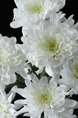 beautiful white chrysanthemum in the garden