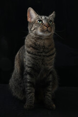 beautiful fluffy cat sitting on a black background