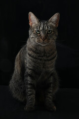 beautiful fluffy cat sitting on a black background