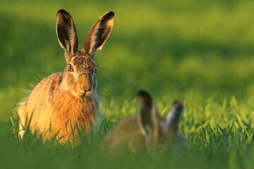 Zając szarak, hare, (Lepus europaeus) © Bartosz Rakoczy