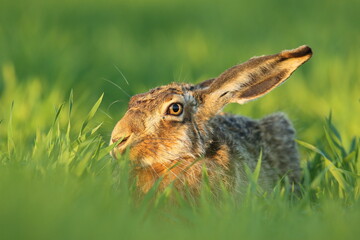 Zając szarak, hare, (Lepus europaeus) © Bartosz Rakoczy