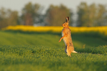 Zając szarak, hare, (Lepus europaeus) © Bartosz Rakoczy
