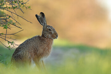 Zając szarak, hare, (Lepus europaeus) © Bartosz Rakoczy