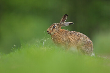 Zając szarak, hare, (Lepus europaeus) © Bartosz Rakoczy
