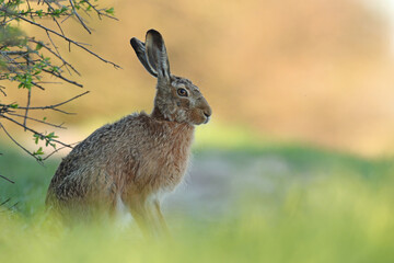 Zając szarak, hare, (Lepus europaeus) © Bartosz Rakoczy
