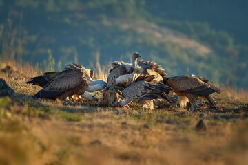 Griffon vulture (Gyps fulvus) a large bird of prey. Wild vultures in the mountains of Bulgaria. Madzharovo, Eastern Rhodopes. Scavengers feed at sunrise. Wild live scene in nature.
