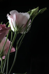 beautiful bouquet of flowers on black background, summer concept, close view