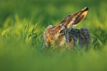 Zając szarak, hare, (Lepus europaeus) © Bartosz Rakoczy