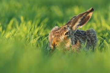 Zając szarak, hare, (Lepus europaeus) © Bartosz Rakoczy