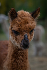 baby alpaca close up photo