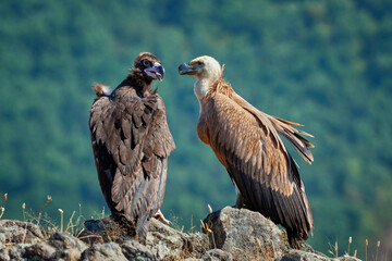 Griffon vulture (Gyps fulvus) a large bird of prey. Wild vultures in the mountains of Bulgaria. Madzharovo, Eastern Rhodopes. Scavengers feed at sunrise. Wild live scene in nature.