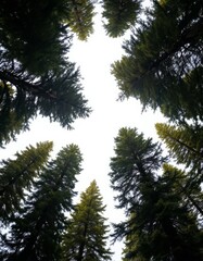 Obraz premium Looking Up at Tall Green Trees Against a Bright Sky in a Dense Forest