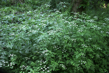 Chaerophyllum temulum grows in nature