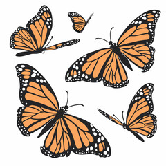Six monarch butterflies in various positions against a white background. 