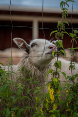 Obraz premium sheep close up