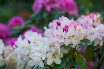 różowy i kremowy rododendron w ogrodzie, pink rhododendron	