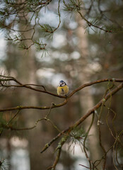 bird on a tree