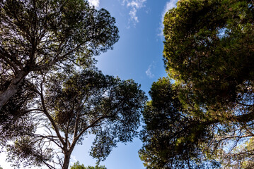 A magnificent view of a forest in the north of tunisia