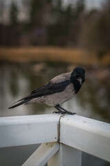 bird on a fence