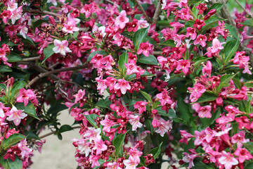Weigela blooms in the garden.