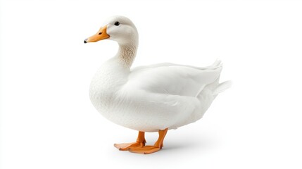 Obraz premium Elegant White Duck Standing Gracefully on a Light Background