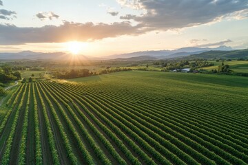 Sunset illuminating green vineyards and farm in the countryside