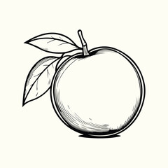 Orange Drawing Detailed Line Art of a Citrus Fruit for Artistic and Botanical Design