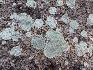 Grey and orange lichen growing on stone close up. Rock surface with moss fungi and lichen....