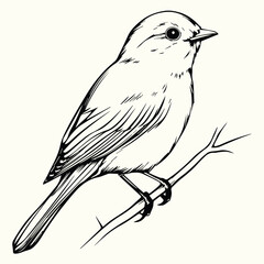 Bird Line Art Drawing Elegant and Simple Bird Sketches for Nature, Art, and Creative Design