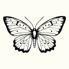 Butterfly Line Art Drawing Elegant and Detailed Butterfly Sketch for Artistic and Nature-Inspired Designs