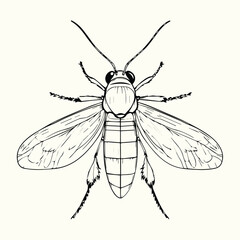 Black and White Bee Drawing Detailed Sketch of a Honey Bee for Nature Art and Design