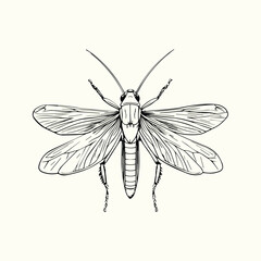 Black and White Bee Drawing Detailed Sketch of a Honey Bee for Nature Art and Design