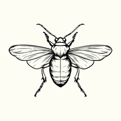 Black and White Bee Drawing Detailed Sketch of a Honey Bee for Nature Art and Design