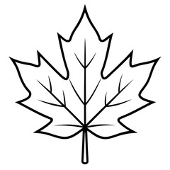 Graceful maple leaf outline vector
