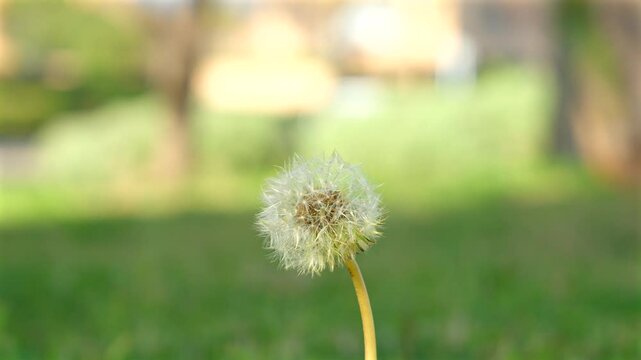 Hermoso diente de le&oacute;n movi&eacute;ndose por el viento