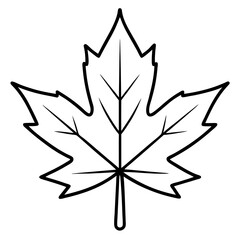 Graceful maple leaf outline vector