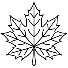 Graceful maple leaf outline vector