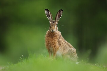 Zając szarak, hare, (Lepus europaeus)