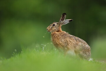 Zając szarak, hare, (Lepus europaeus) © Bartosz Rakoczy