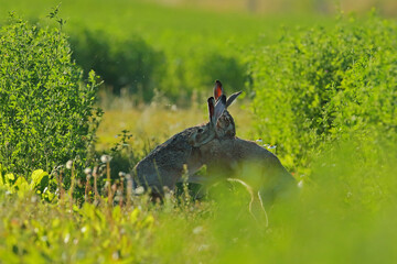 Zając szarak, hare, (Lepus europaeus) © Bartosz Rakoczy