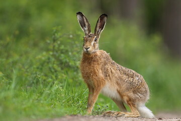 Zając szarak, hare, (Lepus europaeus) © Bartosz Rakoczy