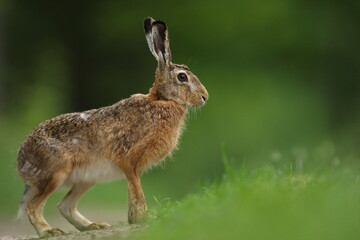 Zając szarak, hare, (Lepus europaeus) © Bartosz Rakoczy